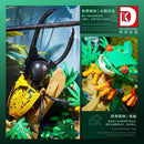 DK 7019 Rainy Season Amphibian Rainforest Adventire