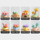 Sembo Succulent plants Afobrick